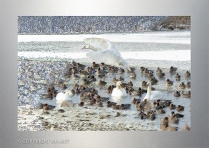 ZWANEN EN EENDEN