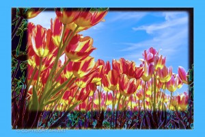 ROOD GELE TULPEN