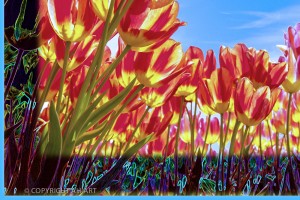 rood gele tulpen close up