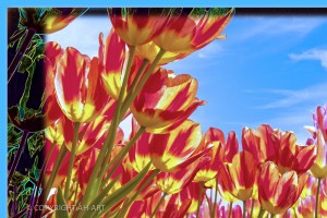 rood gele tulpen close up