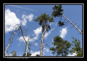 NAALDBOMEN MET WOLKENLUCHT